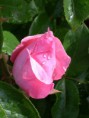 /album/fotogalerie-foto-neumarkt/regenrose-nm-jpg/